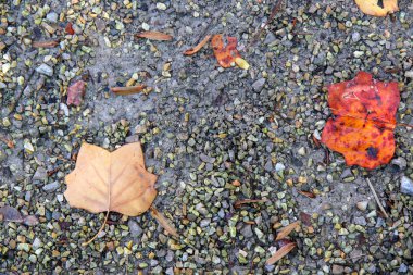sonbahar yaprakları yere döşeme