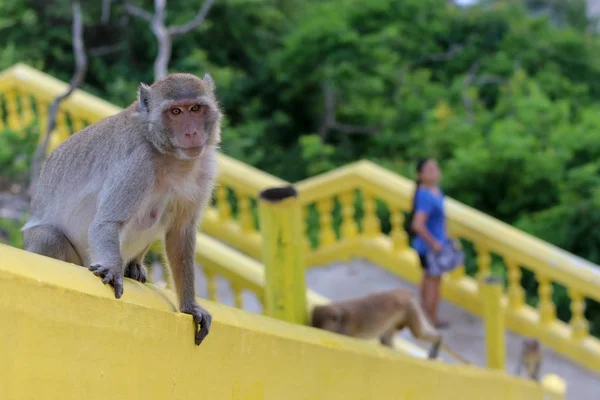 Portréja egy majom bámult — Stock Fotó
