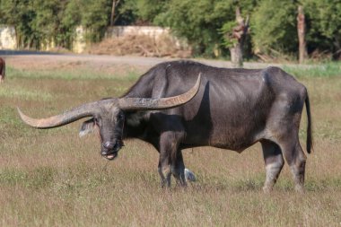 Buffalo uzun, dikenli beslenen bir hayvandır., 