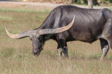 Buffalo uzun, dikenli beslenen bir hayvandır., 