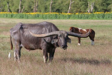 Buffalo uzun, dikenli beslenen bir hayvandır., 