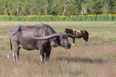 Buffalo uzun, dikenli beslenen bir hayvandır., 