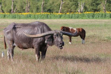 Buffalo uzun, dikenli beslenen bir hayvandır., 