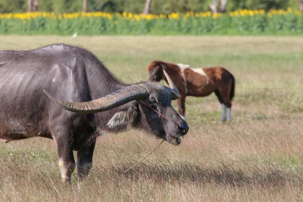 Buffalo is a animal that feeds on long, spiky,