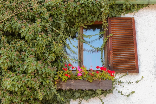 Beautiful window with flower box on top, Switzerland