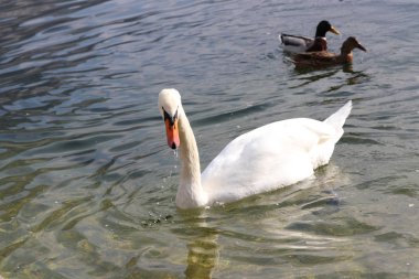 Odak Hallstatt arka plan u Out ile Hallstatt gölünde Kuğular