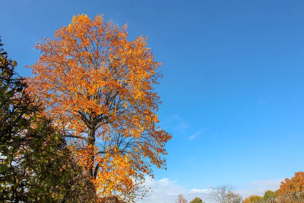 Wiedeń, Austria - 22-10-2018: Drzewo Historii Naturalnej — Zdjęcie stockowe