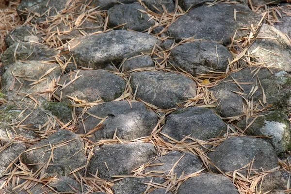 Sentiero Pedonale Pietra Nella Foresta Dalla Vegetazione Una Foresta — Foto Stock