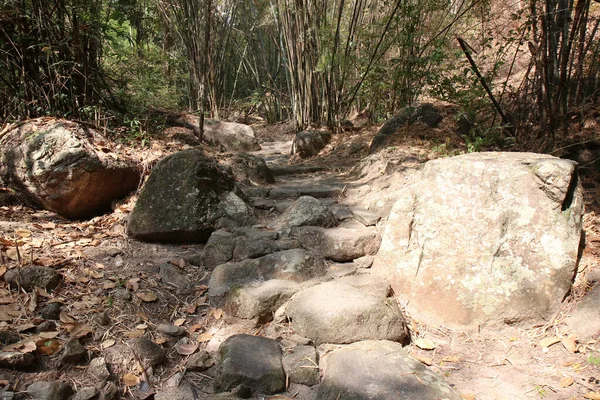 Calzada Camino Piedra Bosque Por Vegetación Bosque — Foto de Stock