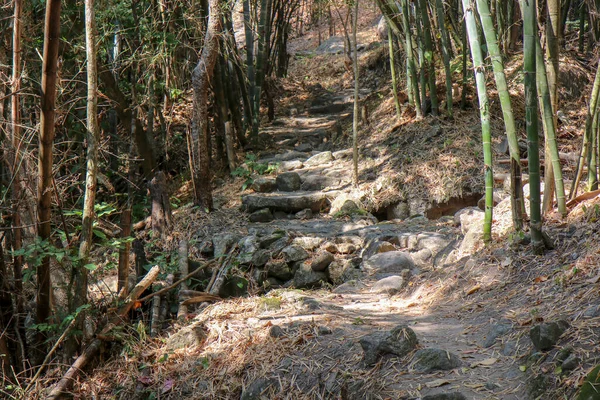 Calzada Camino Piedra Bosque Por Vegetación Bosque — Foto de Stock