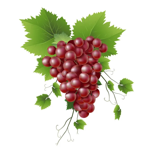3Dリアルなベクトル 新鮮なブドウのつる — ストックベクタ