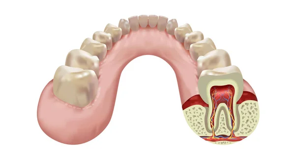 Mascella Inferiore Fila Denti Umani Sezione Trasversale Dell Ottavo Dente — Vettoriale Stock