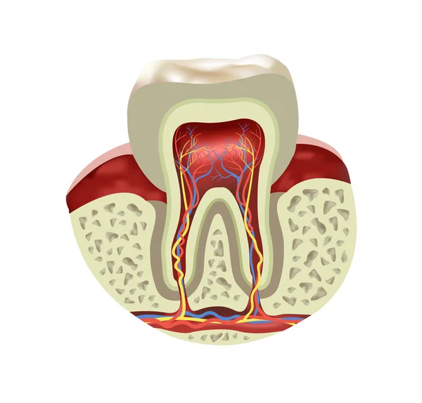 Visão Realista Seção Transversal Dente Humano Ilustração Vetorial —  Vetores de Stock