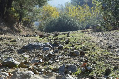 ağaçlar ve çiçeklerle doğa