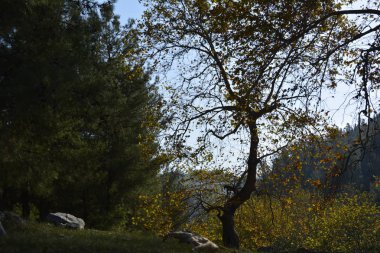 ağaçlar ve çiçeklerle doğa