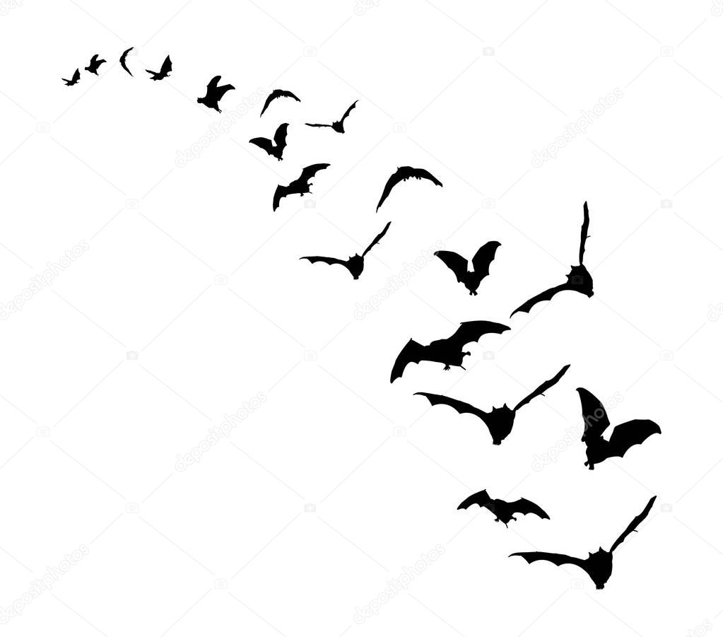 Flying bats on white backgrond