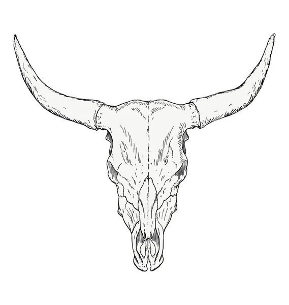 手図面の雄牛の頭蓋骨 — ストックベクタ