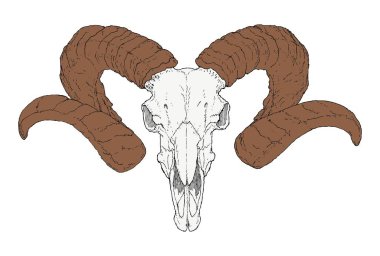 Çizilmiş keçi kafatası