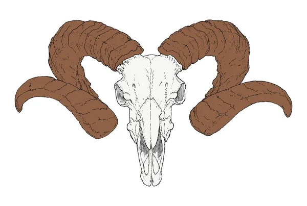 Crânio Cabra Desenhado Mão —  Vetores de Stock