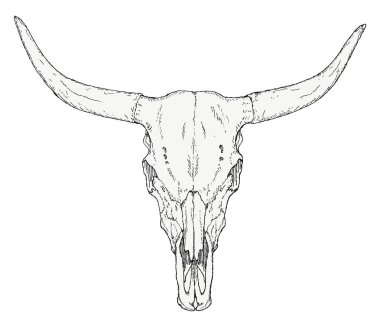 uzun boynuzlu Bull kafatası