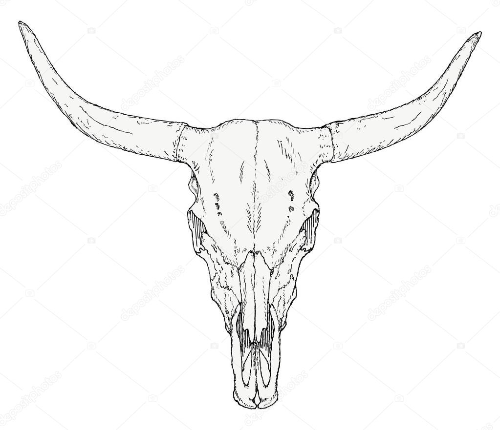 Bull Skull with Long horns