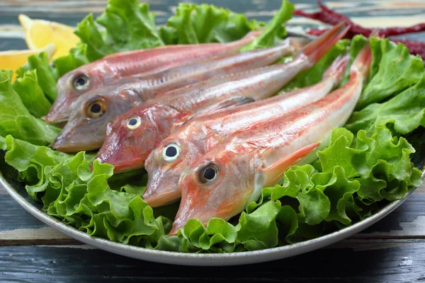 Raw Gurnard Fish Plate Green Salad — Stock Photo, Image