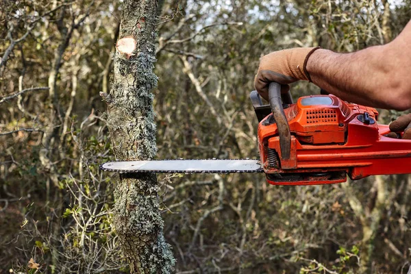 Uomo che taglia alberi usando una motosega elettrica nella foresta . — Foto Stock