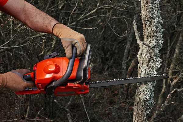Uomo che taglia alberi usando una motosega elettrica nella foresta . — Foto Stock