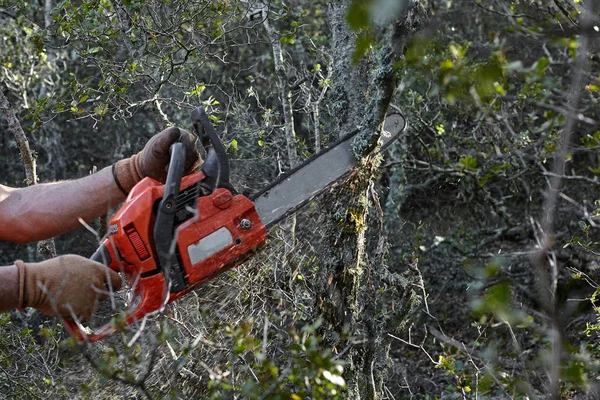 Uomo che taglia alberi usando una motosega elettrica nella foresta . — Foto Stock