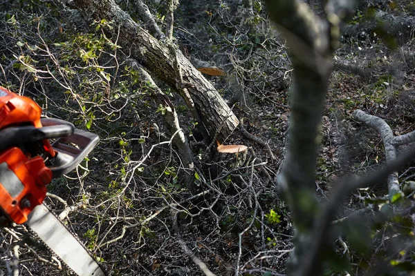 Uomo che taglia alberi usando una motosega elettrica nella foresta . — Foto Stock