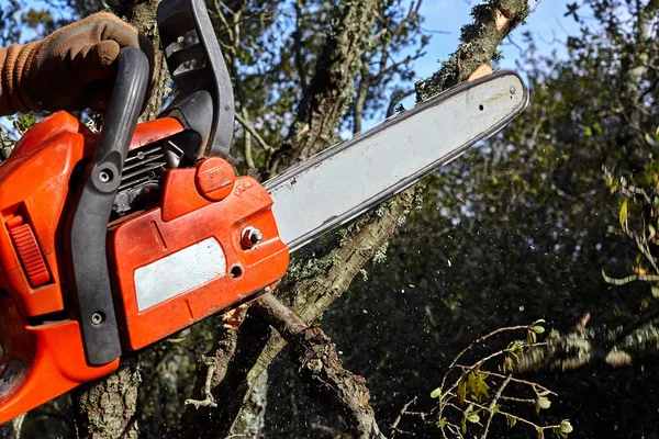 Uomo che taglia alberi usando una motosega elettrica nella foresta . — Foto Stock