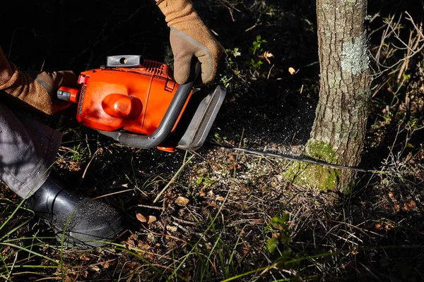 Uomo che taglia alberi usando una motosega elettrica nella foresta . — Foto Stock