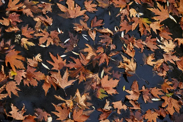 Jesienne liście unoszące się na rzece.Tło, faktura. — Zdjęcie stockowe