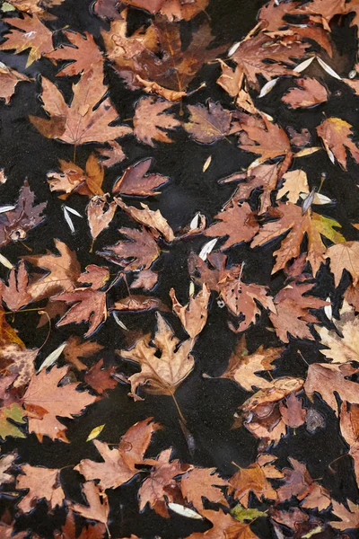 Autumn leaves floating on a river.Background,texture. — Stock Photo, Image