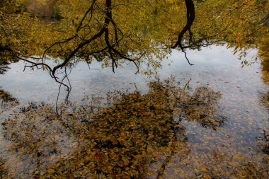Göletli Autumn Park. Sudaki yansıma..