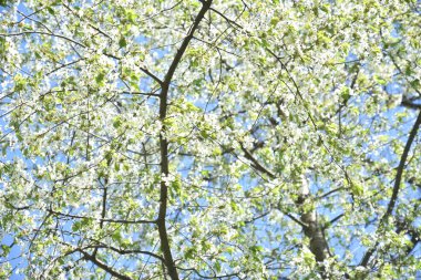 Gökyüzü arka plan üzerinde kiraz ağacı