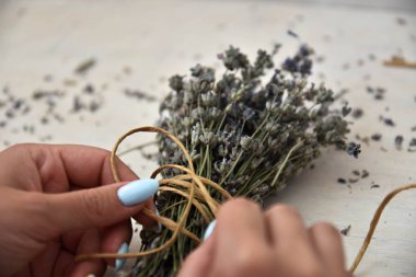 Kuru lavanta demet kız ellerini tutun.