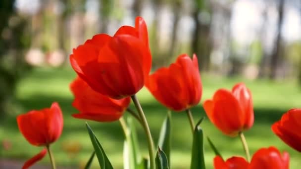 Des tulipes. fleurs. au ralenti. Choix de mise au point. Un peu de DOF .