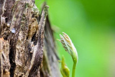 Doğa ahşap kabuğu desen veya doku. Eski kaba ağaç kahverengi doğal ahşap soyut arka plan. Kereste malzemesi.