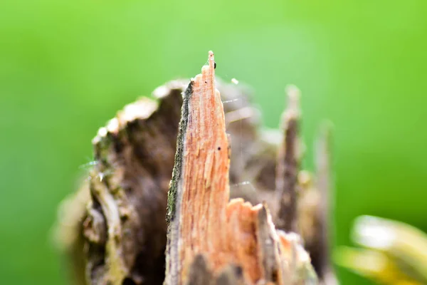 Natura legno corteccia modello o consistenza. Vecchio albero grezzo marrone naturale in legno astratto sfondo. Materiale legnoso . — Foto Stock