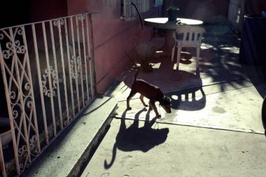 Onun gölgesi ile sokakta köpek yavrusu 