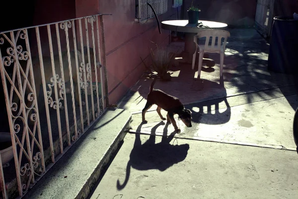 Onun gölgesi ile sokakta köpek yavrusu 