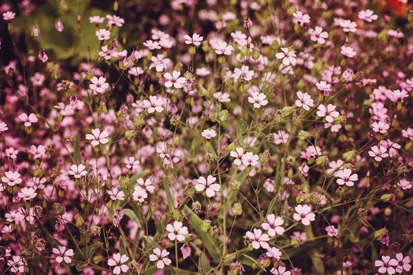 Романтический Розовый Цветок Растительного Фона — стоковое фото
