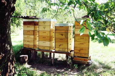 Bohem bahçede sarı arı kovanı satırı