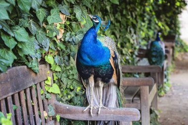 Kraliyet bahçe sandalyede oturan tavus kuşu 