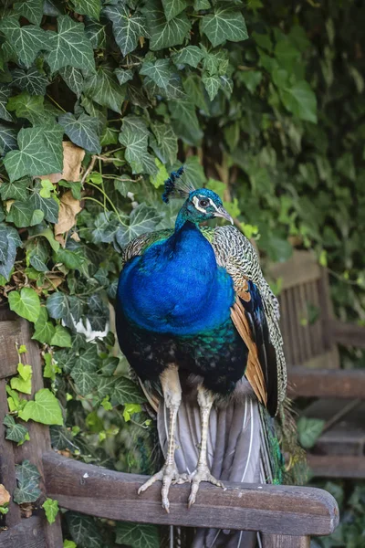 Peacock sitting on the chair in royal garden