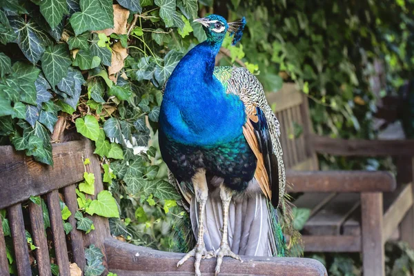 Peacock sitting on the chair in royal garden