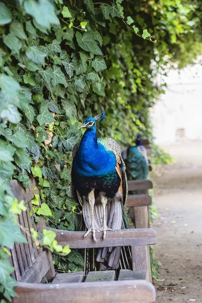 Peacock sitting on the chair in royal garden