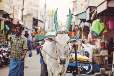 Udaipur, Rajasthan, Hindistan, 31 Ocak 2018: genel semt pazarı üzerinde çalışma Hint inek