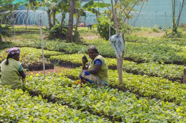 Tiruvannamalai, Arunachala, Tamil Nadu, Hindistan, 27 Ocak 2018: İş yerinde Gardenists